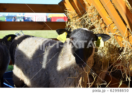 A sheeps an enclosure at farm waiting to be sheared 62998650
