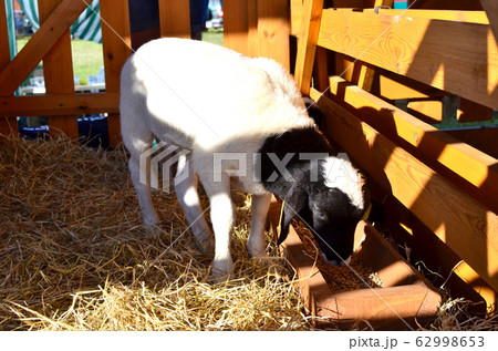 A sheeps an enclosure at farm waiting to be sheared A sheeps an enclosure at farm waiting to be sheared 62998653