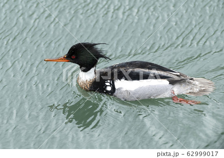 ウミアイサ 62999017