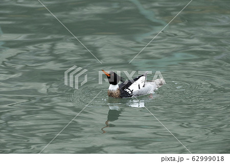 ウミアイサ 62999018