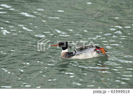 ウミアイサ 62999019