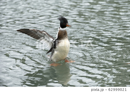 ウミアイサ ウミアイサ 62999021
