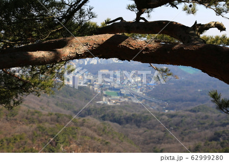 北朝鮮産 一本道 小道 62999280