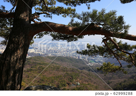 北朝鮮産 一本道 小道 62999288