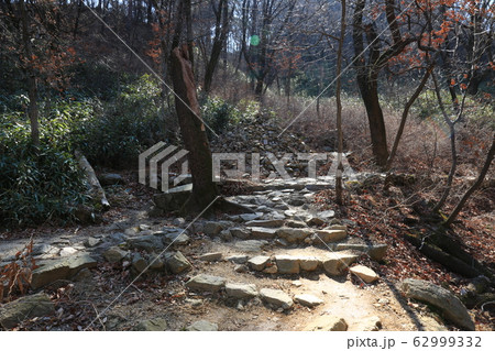 北朝鮮産 一本道 小道 62999332
