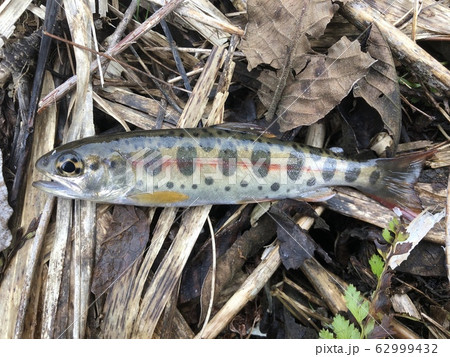 ヤマメ Oncorhynchus masou ヤマメ Oncorhynchus masou 62999432