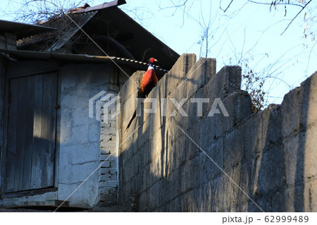 キジ ジャンキ 一本道 62999489