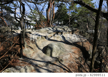 ジャンキ キジ 一本道 62999511