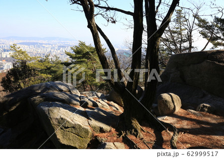 ジャンキ キジ 一本道 62999517