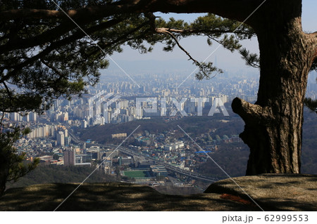 ジャンキ キジ 一本道 62999553