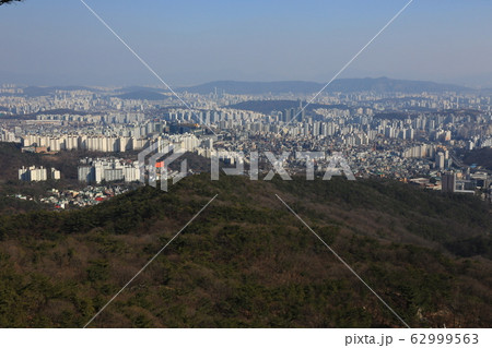 ジャンキ キジ 一本道 62999563