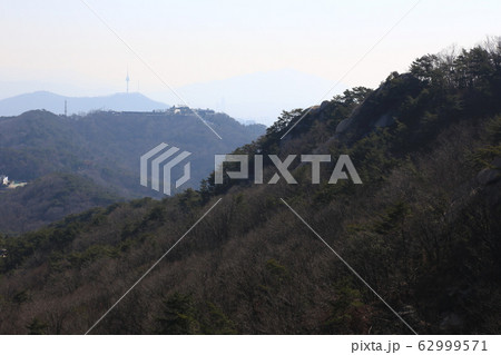 ジャンキ キジ 一本道 62999571