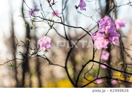 韓国 洋裁の市民の森 公園 62999626