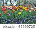 国営ひたち海浜公園・様々なチューリップ 62999725