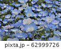 国営ひたち海浜公園・ネモフィラ 62999726