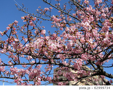 稲毛海岸駅前の河津桜が五分咲きになりました 稲毛海岸駅前の河津桜が五分咲きになりました 62999734