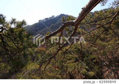 松 北朝鮮産 一本道 62999849