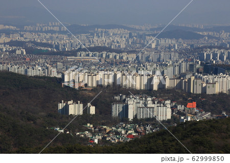 松 北朝鮮産 一本道 62999850