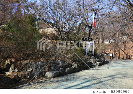 松 北朝鮮産 一本道 62999966