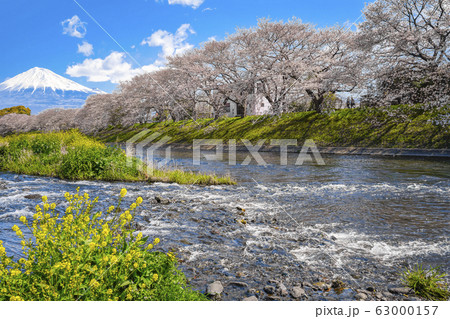 桜 富士山 【富士市 龍厳淵】 桜 富士山 【富士市 龍厳淵】 63000157