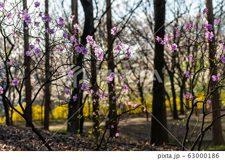 春 森 木 63000186