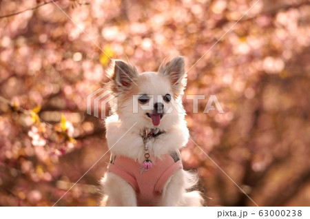 桜と犬 63000238