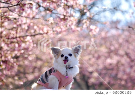 さくら咲く 63000239