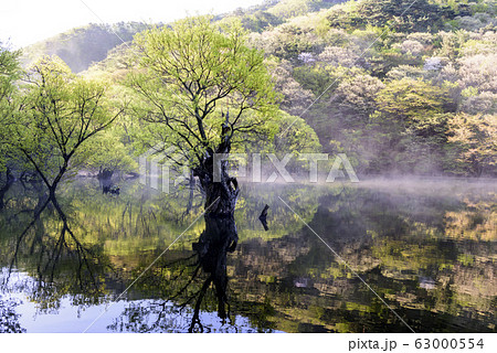 遠足 山桜 反射 63000554