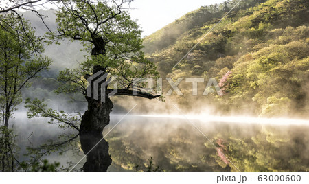古木 貯水池 田舎 63000600