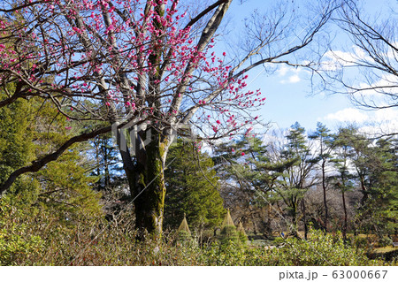 【東京都】早春の神代植物公園 【東京都】早春の神代植物公園 63000667