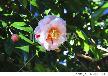 寒椿　通い鳥 63000671