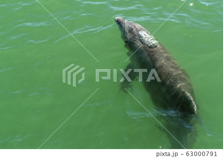 bottlenose dolphin in baja california green waters 63000791