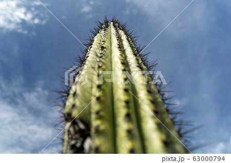 baja california cactus close up 63000794