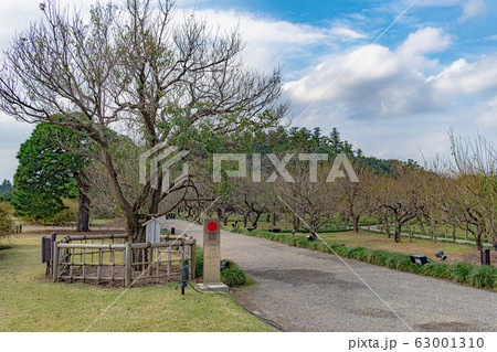 水戸 偕楽園 63001310