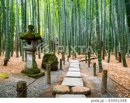 春の鎌倉　報国寺　竹の庭 63001388