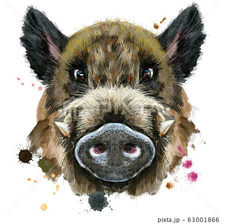 Watercolor portrait of wild boar Watercolor portrait of wild boar 63001866