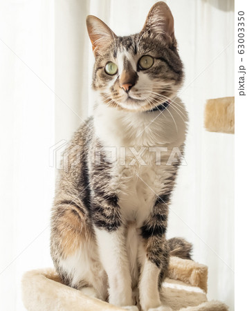 キャットタワーに座る猫 キャットタワーに座る猫 63003350