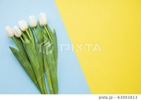 Beautiful white tulips on multicolored paper backgrounds with copy space. Spring, summer, flowers, color concept, women's day 63003813