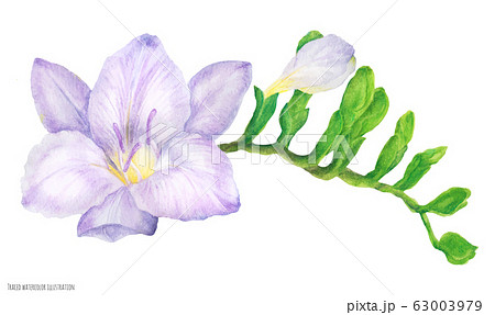 Fresh Delicate Purple Freesia Branch With Budsのイラスト素材