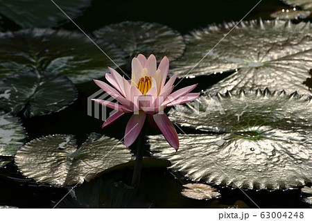 Close up shot of the beautiful Nymphaea tetragona 63004248