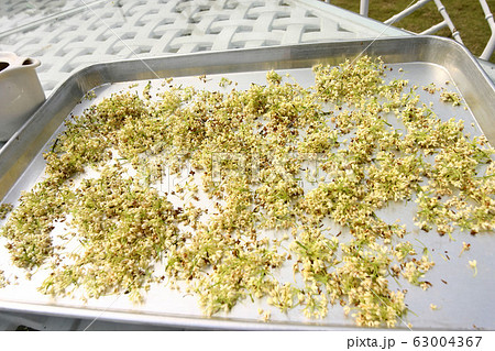 Close up shot of drying the Osmanthus fragrans in Close up shot of drying the Osmanthus fragrans in 63004367