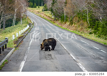 熊出没 野生の母ヒグマが子熊を連れて、高速道路を歩く 知床国立公園