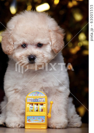 image of dog slot machine image of dog slot machine 63005555