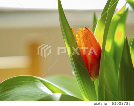 Close up shot of beautiful tulips blossom Close up shot of beautiful tulips blossom 63005785