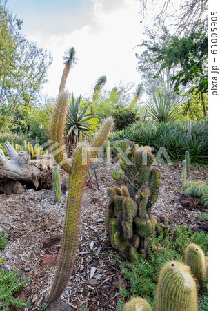 Beautiful Bergerocactus of the famous Huntington Beautiful Bergerocactus of the famous Huntington 63005905