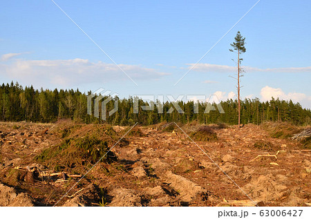 Cut trees in the forest. Deforestation and Illegal Logging, international trade in illegal timber 63006427