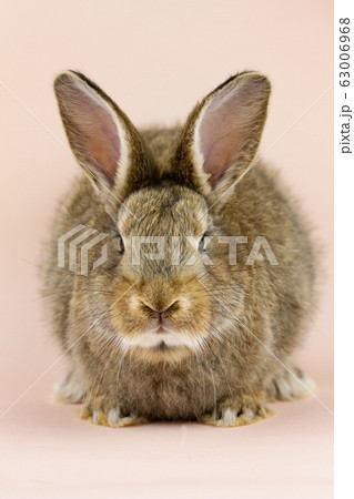 Rabbit on a beige background. Easter grey hare on Rabbit on a beige background. Easter grey hare on 63006968
