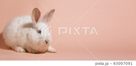 White fluffy rabbit on a pink pastel background White fluffy rabbit on a pink pastel background 63007091