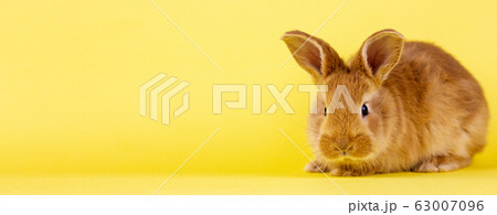 little easter lively rabbit on a yellow 63007096