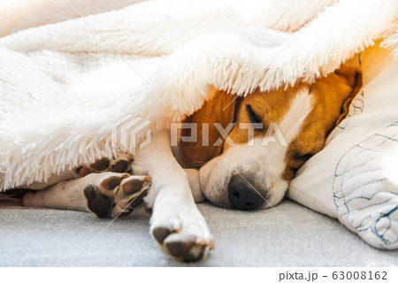 Funny beagle dog sleeps on a sofa under blanket. 63008162